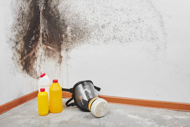 Best Health and Safety Mold Remediation in Felton, DE