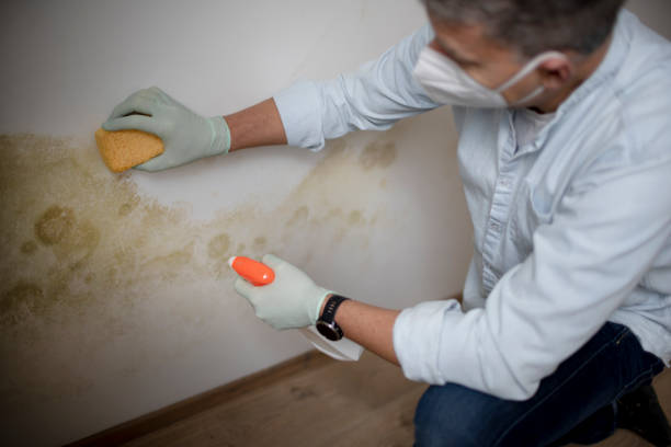 Best Emergency Mold Remediation in Felton, DE