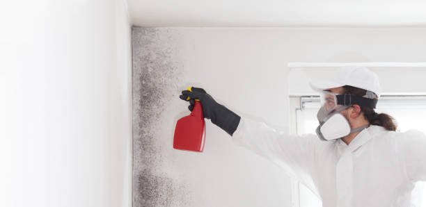 Best Kitchen Mold Remediation in Felton, DE
