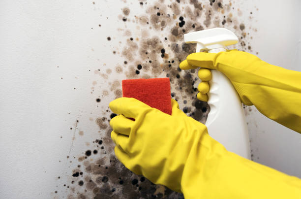 Best Black Mold Remediation in Felton, DE