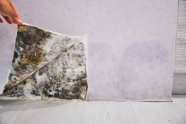 Trusted Felton, DE Mold Remediation Experts